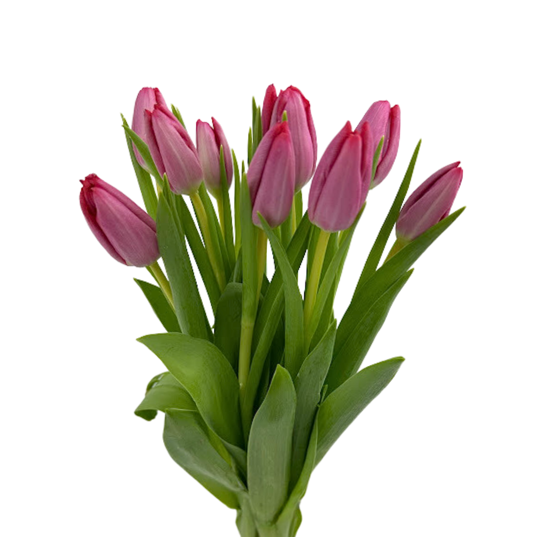 Tulip