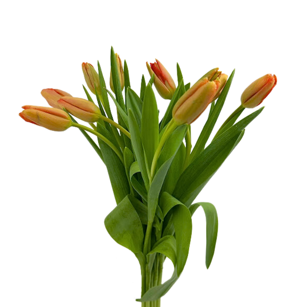 Tulip