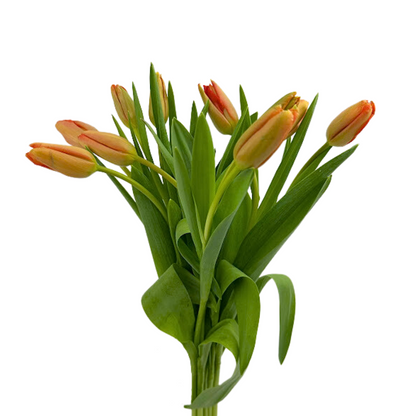 Tulip