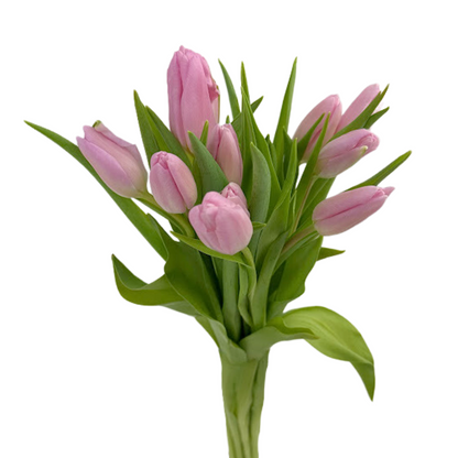 Tulip
