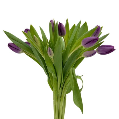 Tulip