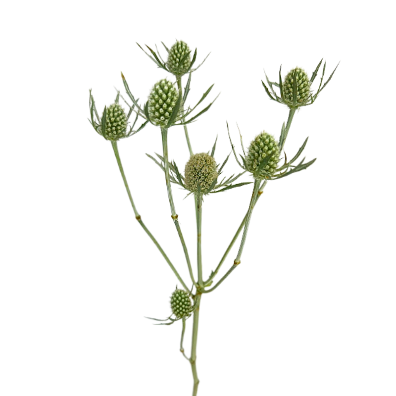 Eryngium Green Thistle (5 Stems)