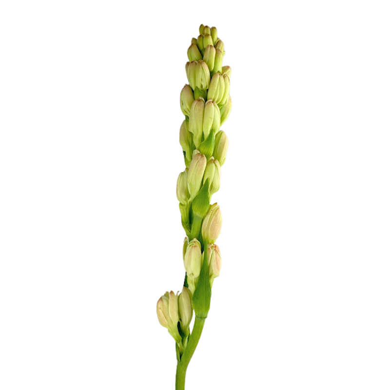 Tuberose White (10 Stems)