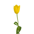 Tulip Frill Yellow