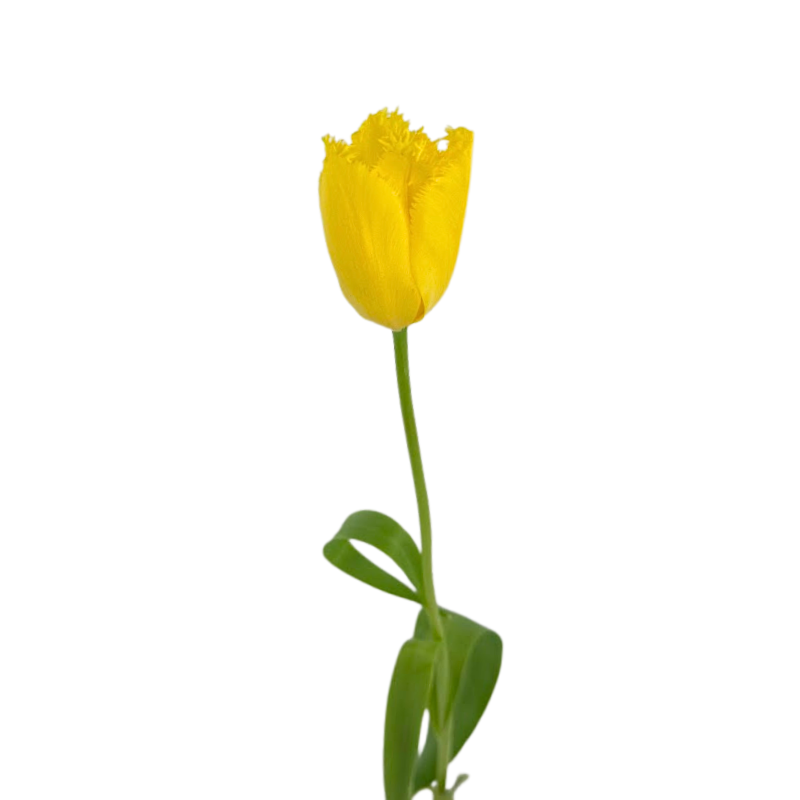 Tulip Frill Yellow