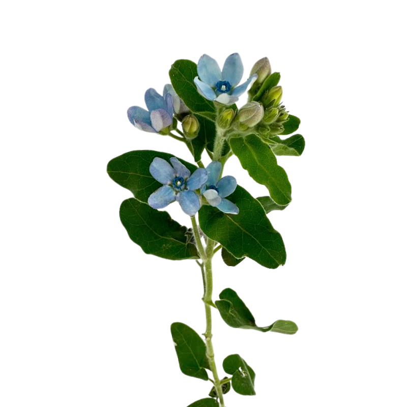 Tweedia Blue (10 Stems)
