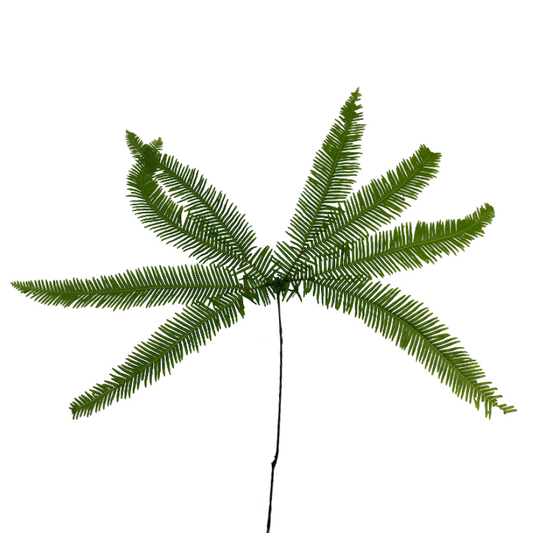 UMBRELLA FERN