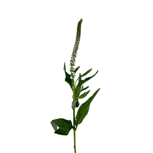 Veronica White (10 stems)