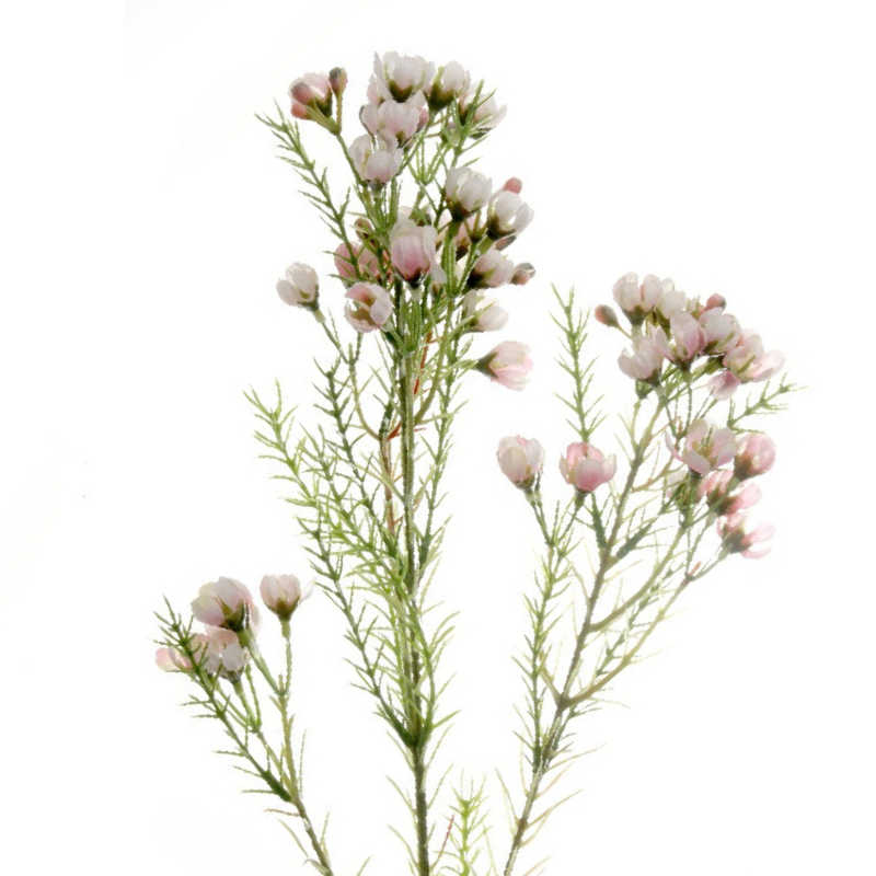 Waxflower