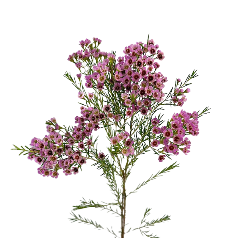 Waxflower