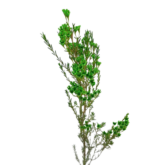 Waxflower, Tinted