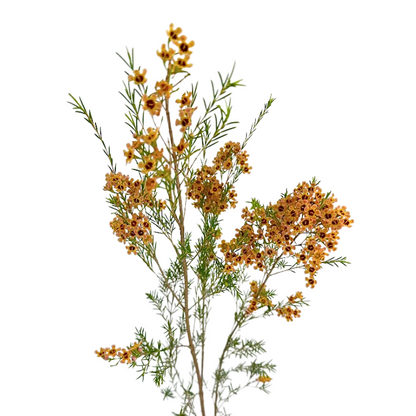 Waxflower, Tinted