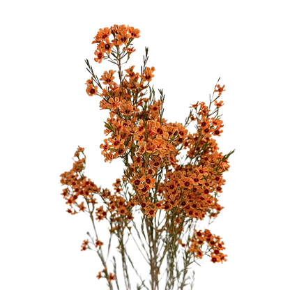 Waxflower, Tinted