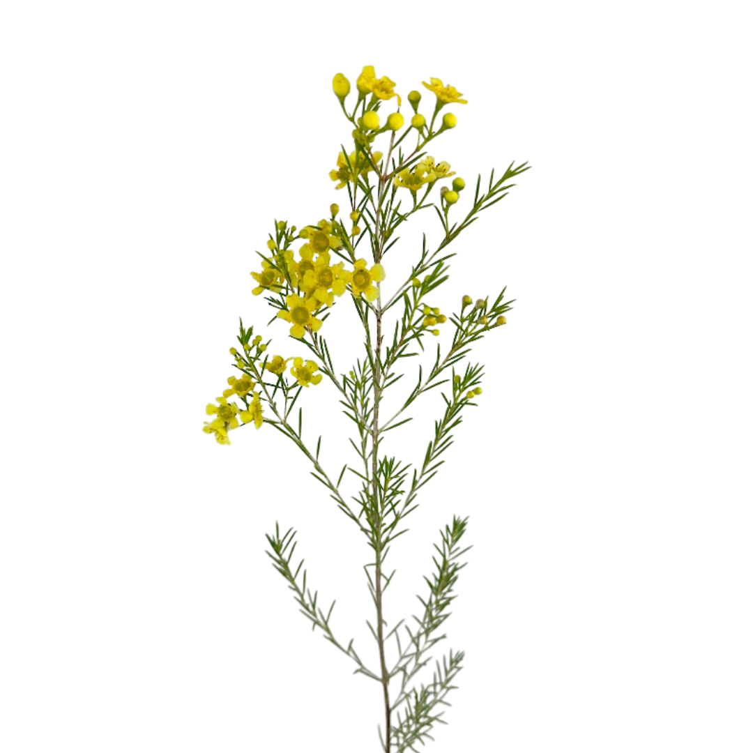 Waxflower, Tinted