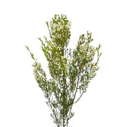 Waxflower
