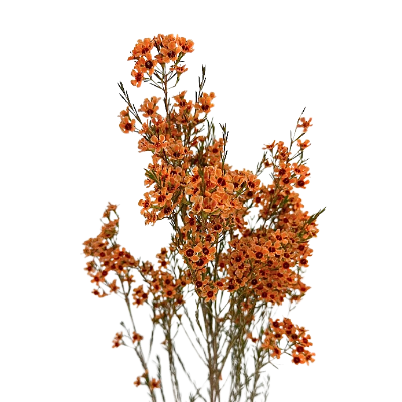 Waxflower Orange Tinted (10 stems)