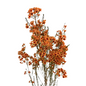Waxflower Tinted Orange (6 stem bunch)