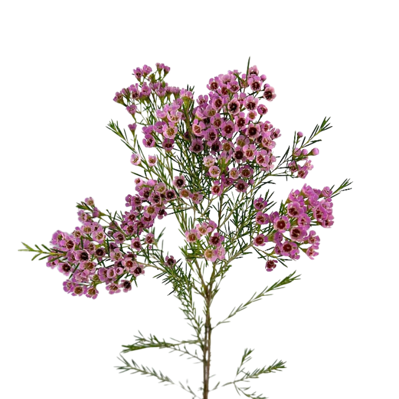 Waxflower Pink (10 stems)