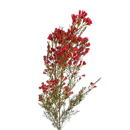 Waxflower Tinted Red