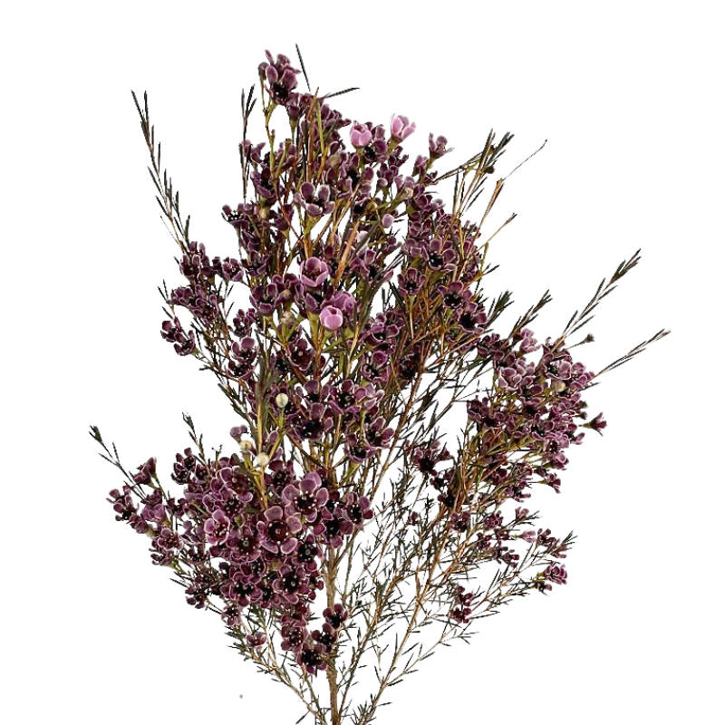 Waxflower Tinted Burgundy