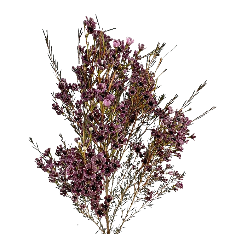 Waxflower Tinted Burgundy (10 Stems)