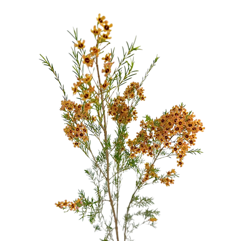 Waxflower Tinted Melon