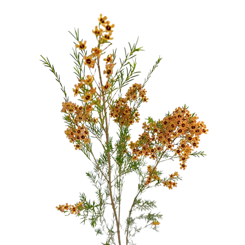 Waxflower Tinted Melon (10 Stems)