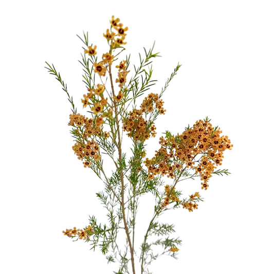 Waxflower Tinted Melon