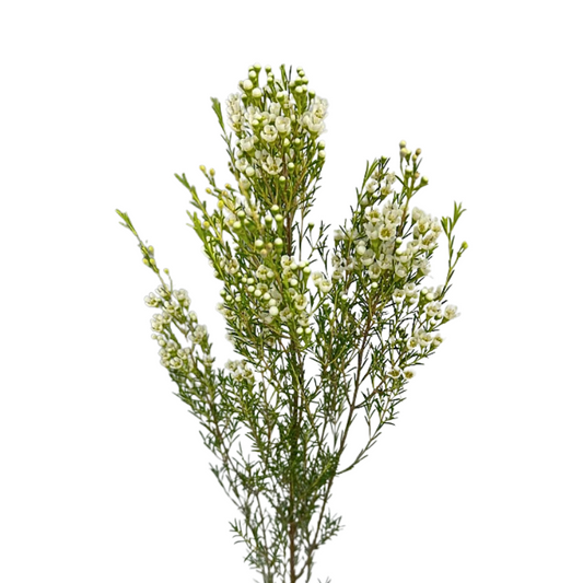 Waxflower White (10 stems)