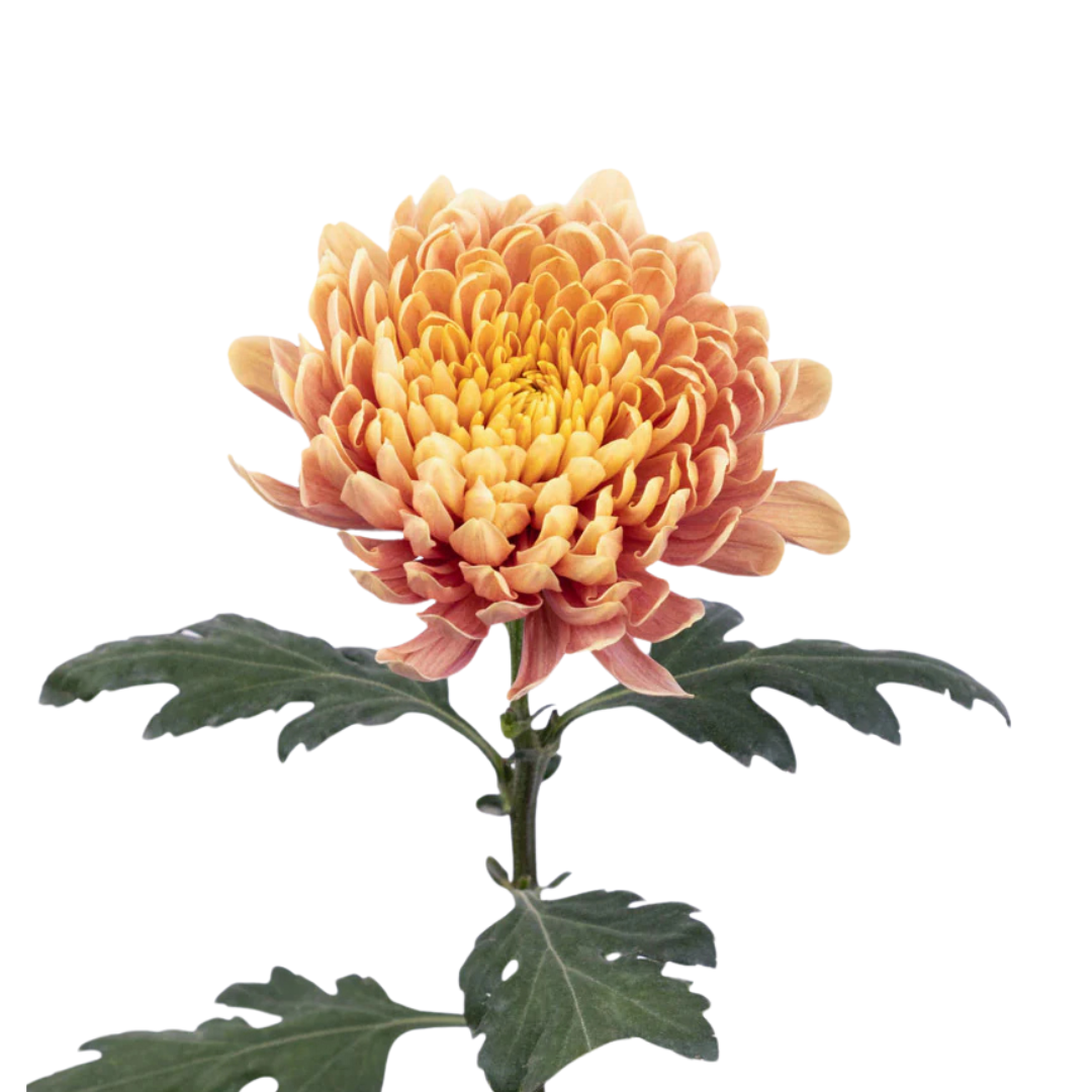 Chrysanthemum Cremone Salmon (10 stem bunch) – Metro Flower Market