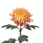 Chrysanthemum Cremon Salmon (10 stem bunch)