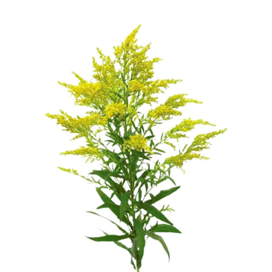 Aster Yellow Solidago (10 Stems)