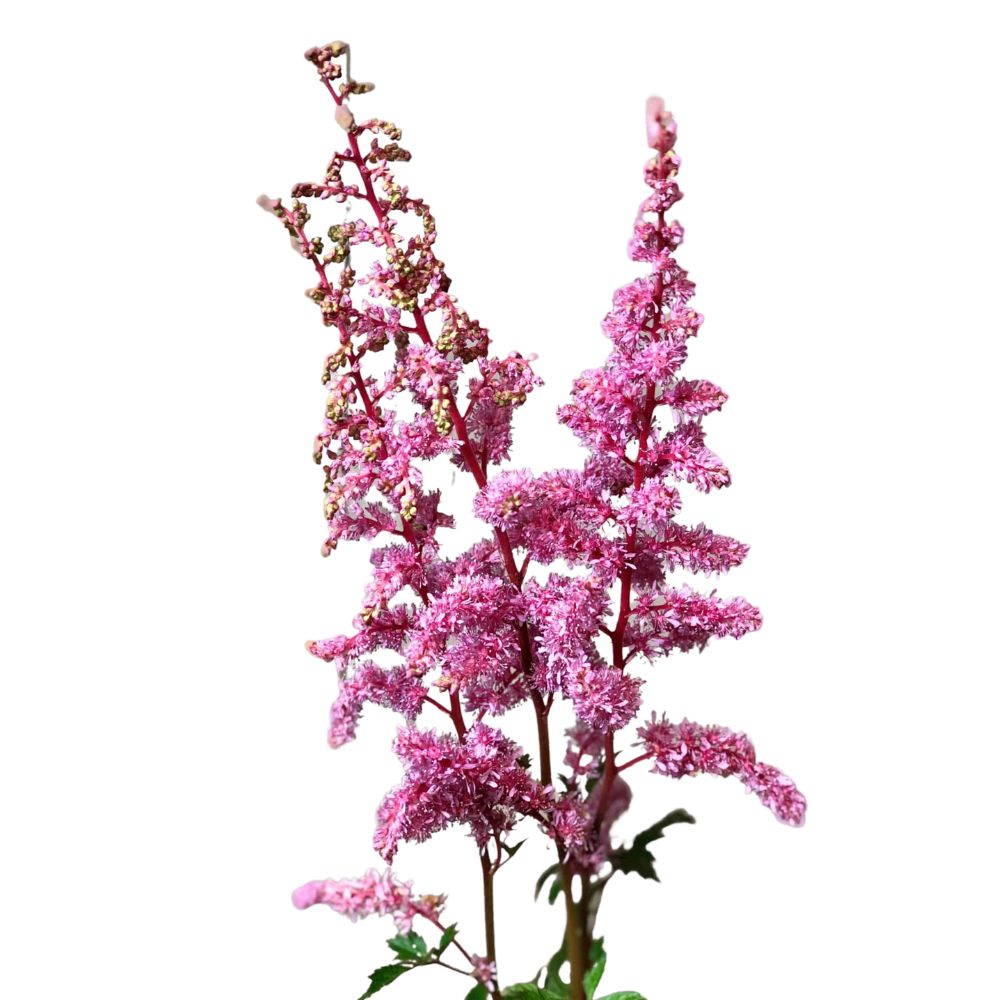 Astilbe Pink – Metro Flower Market