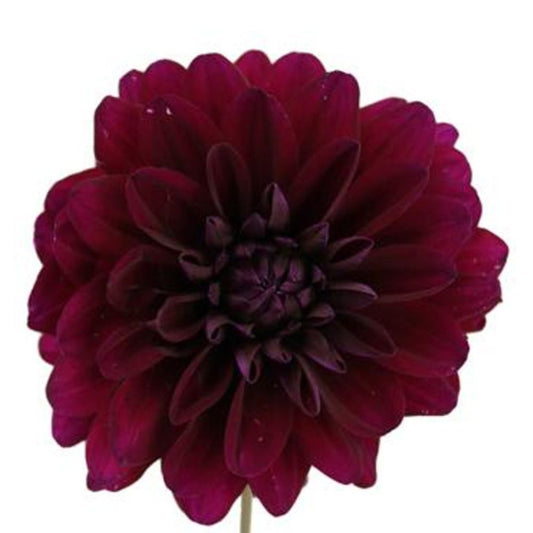 Dahlia Burgundy (5 Stems)