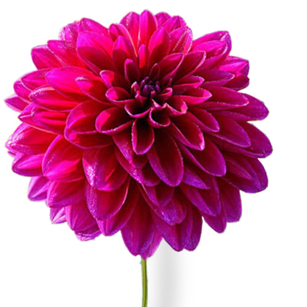 Dahlia Dark Pink (5 Stems)