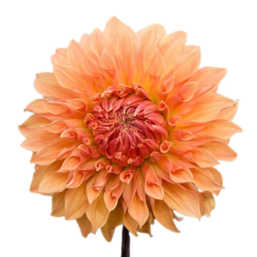 Dahlia Orange (5 Stems)