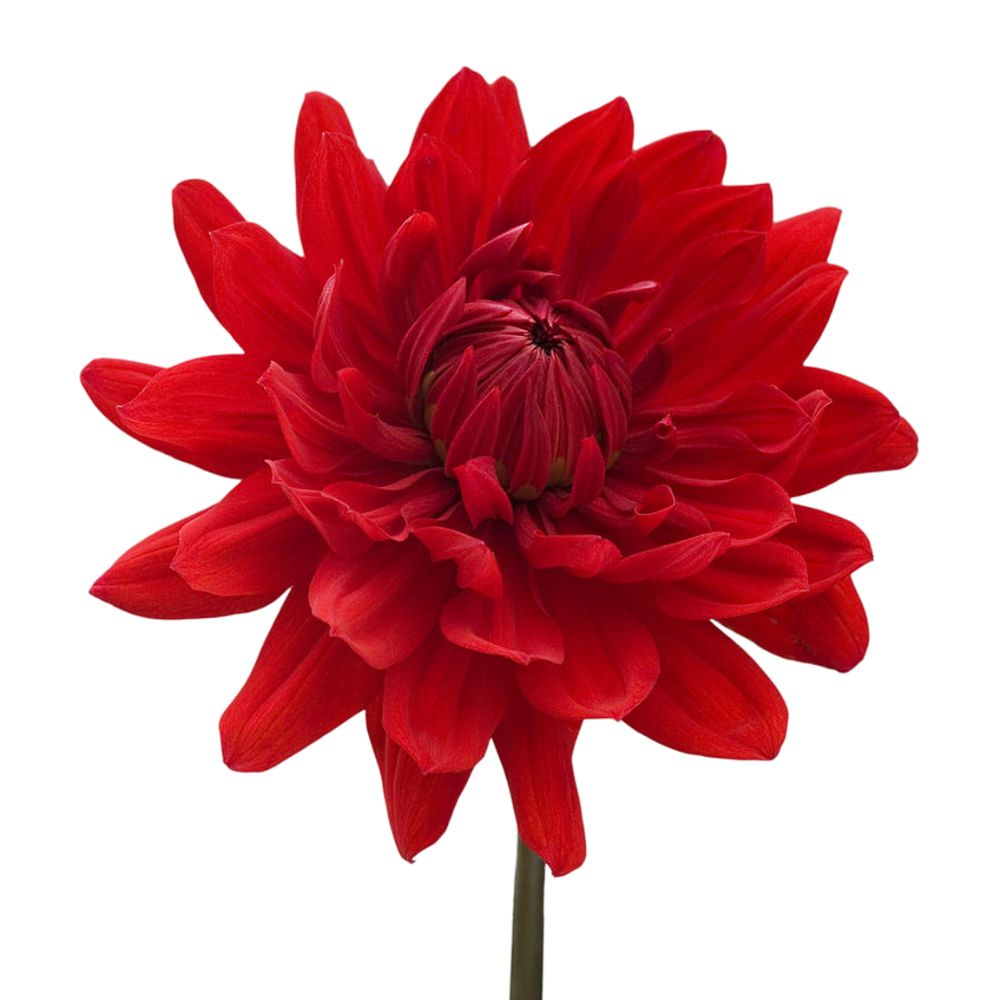 Dahlia Red (5 Stems)