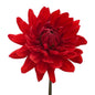 Dahlia Red (5 stem bunch)