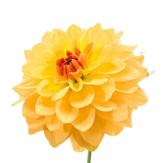 Dahlia Yellow (5 Stems)