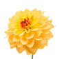 Dahlia Yellow (5 stem bunch)