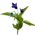 Clematis Blue