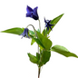 Clematis Blue (10 stem bunch)