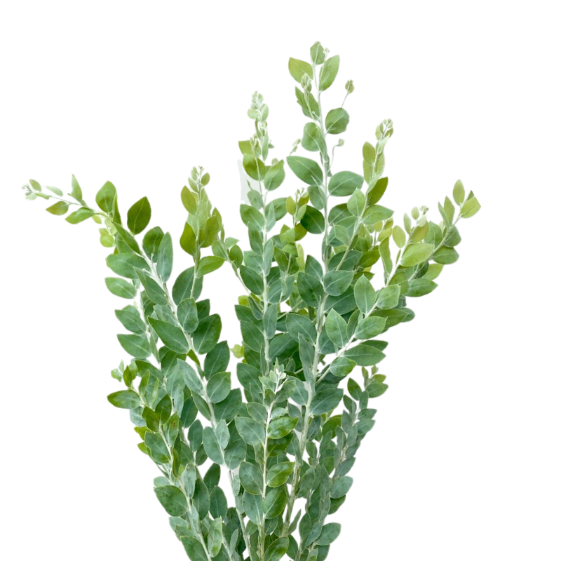 Acacia Green Knifeblade (10 Stems)