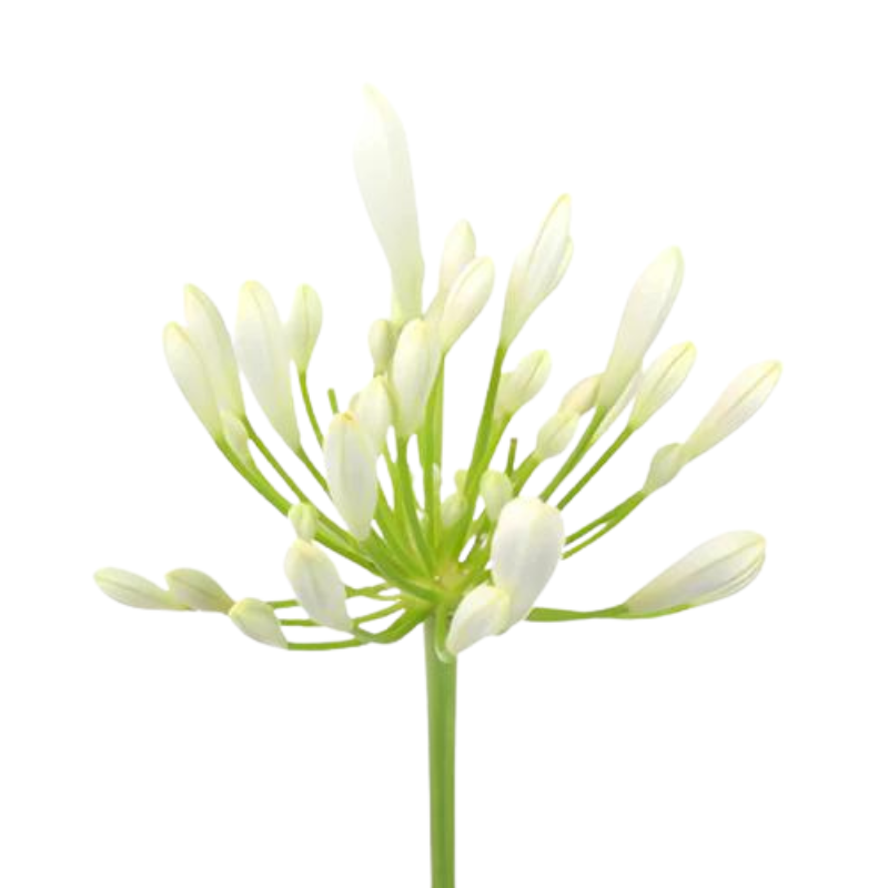 Agapanthus White (10 Stems)