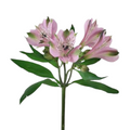 Alstroemeria Lavender (10 Stem Bunch)