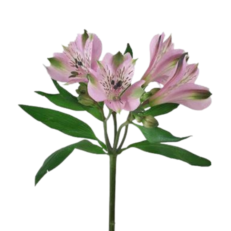 Alstroemeria Lavender (10 Stem Bunch)