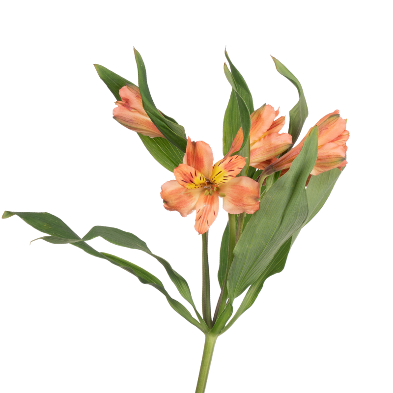 Alstroemeria Peach (10 Stems)