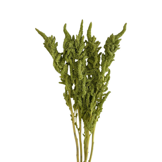 Amaranthus Upright Green (5 Stems)