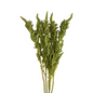 Amaranthus - Upright, Green 10st/bu