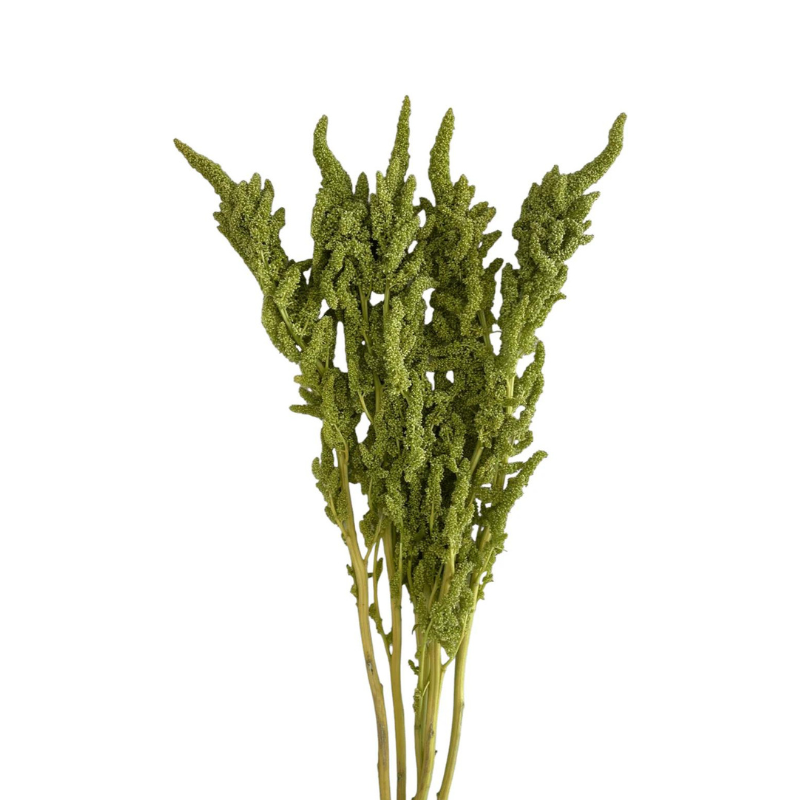 Amaranthus